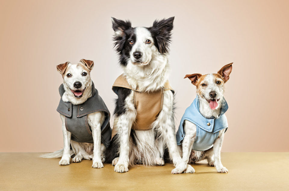 Mascotas